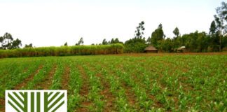 ΕΛΓΑ: Αποζημιώσεις περίπου 11 εκατ. ευρώ στους αγρότες