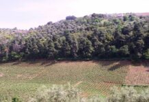 Παράταση έως 8/8/2018 για την εξαγορά εκτάσεων δασικού χαρακτήρα