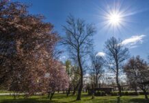 sunny_weather1