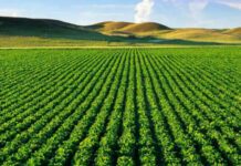 Διευκρινίσεις για τη δήλωση στοιχείων μίσθωσης αγροτικών εκτάσεων