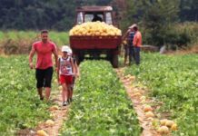 ΕΛΓΑ: Καμιά αποζημίωση εκτός κανονισμού