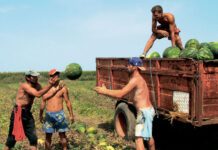 Διευκρινίσεις για τις φορολογικές δηλώσεις των κατ' επάγγελμα αγροτών