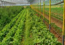 ΟΠΕΚΕΠΕ: Αναρτήθηκε η εγκύκλιος για τον Σύμβουλο στις βιολογικές καλλιέργειες ΟΠΕΚΕΠΕ: Αναρτήθηκε η εγκύκλιος για τον Σύμβουλο στις βιολογικές καλλιέργειες