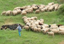 ΕΛΓΑ: Αποζημιώσεις 1,1 εκατ. ευρώ σε 1.081 κτηνοτρόφους