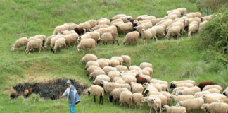 ΕΛΓΑ: Αποζημιώσεις 1,1 εκατ. ευρώ σε 1.081 κτηνοτρόφους