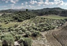 ΕΝΠΕ: Αναγκαία η παράταση υποβολής ενστάσεων στους δασικούς χάρτες ΕΝΠΕ: Αναγκαία η παράταση ενστάσεων για τους δασικούς χάρτες