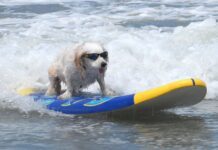 mathimata_surf