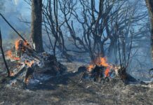 Μήνυση από επενδυτική εταιρεία του Κατάρ για τις πυρκαγιές στη Ζάκυνθο