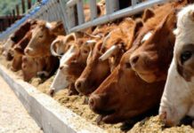 Από 21 Δεκεμβρίου οι αιτήσεις για τα Σχέδια Βελτίωσης Από 21 Δεκεμβρίου οι αιτήσεις για τα Σχέδια Βελτίωσης
