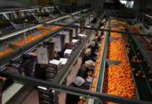 ΣΕΒΕ: Αναγκαίο εργαλείο εξωστρέφειας η Ενιαία Ταυτότητα Προϊόντος στην αγροδιατροφή