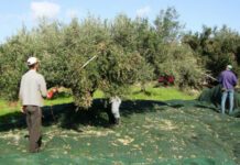 Λάδι και κρέας τέλος λόγω... φυτείας