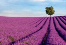 ΔΕΗ: Παραχώρηση 3.700 στρεμμάτων για καλλιέργεια αρωματικών φυτών ΔΕΗ: Παραχώρηση 3.700 στρεμμάτων για καλλιέργεια αρωματικών φυτών