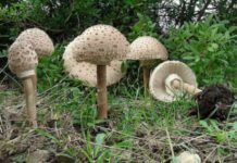 Στα θρανία από τέλη Οκτώβρη οι πρώτοι συλλέκτες μανιταριών