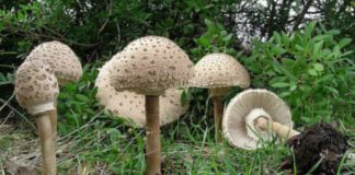 Στα θρανία από τέλη Οκτώβρη οι πρώτοι συλλέκτες μανιταριών