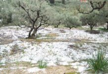 Ανυπολόγιστες καταστροφές από τo χαλάζι στη Στερεά Ελλάδα