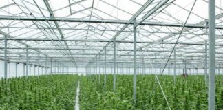 «Στο 1,5 δισ. η επένδυση για την καλλιέργεια φαρμακευτικής κάνναβης»