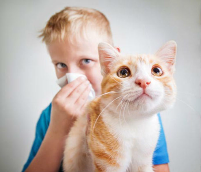 Οι γάτες μειώνουν τους κινδύνους για παιδικό ασθμα