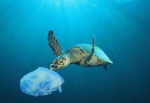 Παγκόσμια Ημέρα Κατά της Πλαστικής Σακούλας