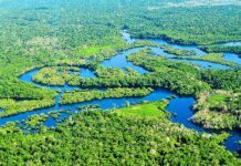 καλλιέργεια ζαχαροκάλαμου